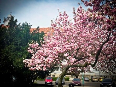 Ależ one pachną …