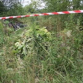 Barszcz Sosnowskiego będzie likwidowany