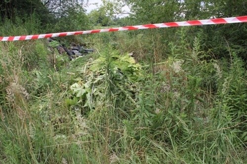 Barszcz Sosnowskiego będzie likwidowany