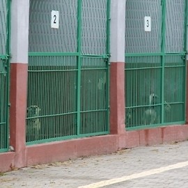 Czip dla bezdomnych psów