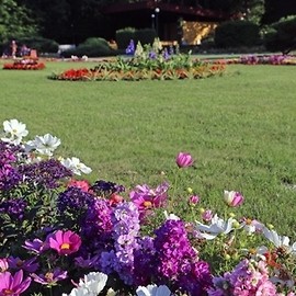 Głosuj na kwitnącą Legnicę