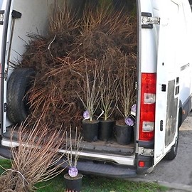 Drzewa i krzewy dla mieszkańców