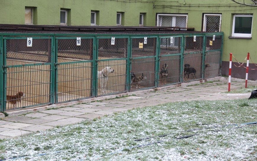 Remonty w schronisku dla zwierząt