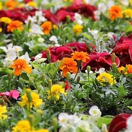 Legnica kwiatami zachwyca