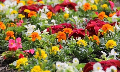 Legnica kwiatami zachwyca