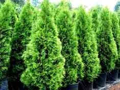 Jedni sadzą, drudzy kradną