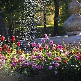 Już za parę dni wielkie ukwiecanie Legnicy