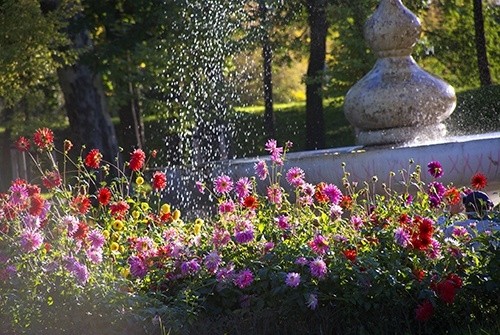 Już za parę dni wielkie ukwiecanie Legnicy