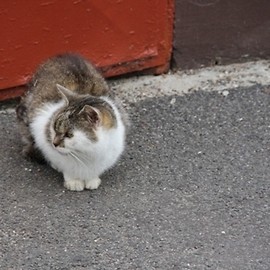 Kolejna akcja darmowej sterylizacji kotów