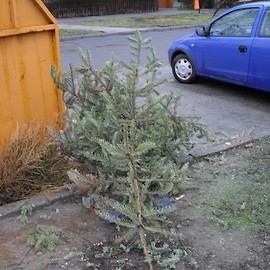 Kolejna zbiórka choinek