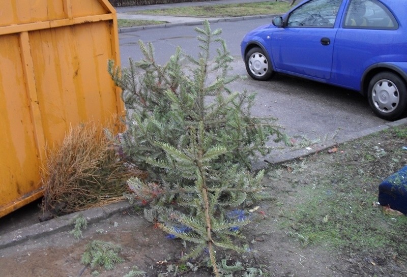 Kolejna zbiórka choinek