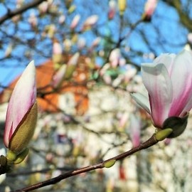 Kwitną legnickie magnolie