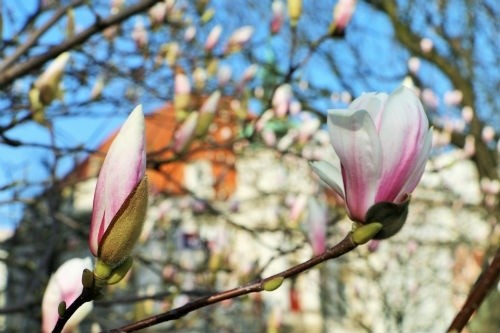 Kwitną legnickie magnolie