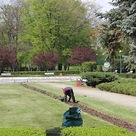 Jedni sadzą, inni kradną