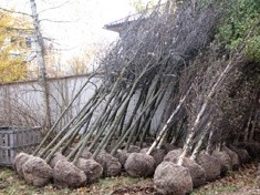 Na Tarninowie rozpoczyna się nasadzanie nowych drzew