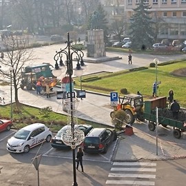 Nowe drzewa zastępują stare jarzębiny na Placu Słowiańskim