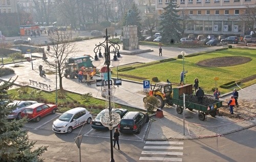 Nowe drzewa zastępują stare jarzębiny na Placu Słowiańskim