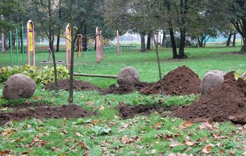 Nowe drzewa upiększą miasto i park