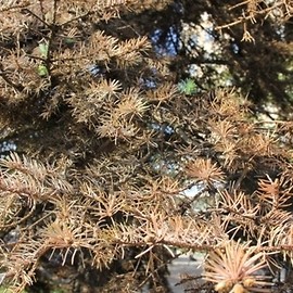 Mszyce atakują świerki. Jak sobie z tym radzić?