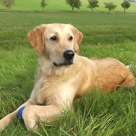 Odwiedź schronisko i zaadoptuj pieska lub kotka