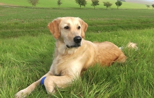 Odwiedź schronisko i zaadoptuj pieska lub kotka