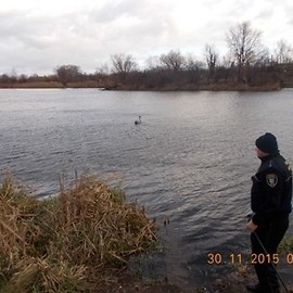 Łabędź odzyskał wolność