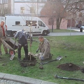 Miasto sadzi nowe drzewa