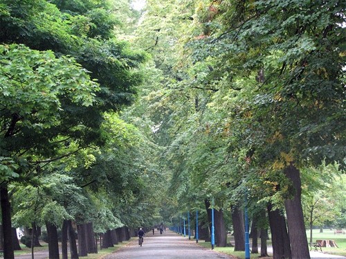 Park zniszczony, ale niepokonany