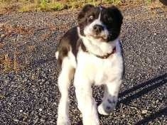 Owocne dni otwarte w schronisku