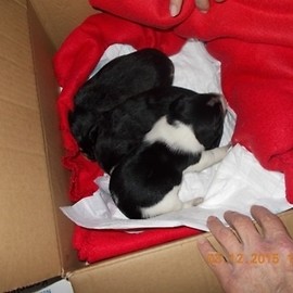 Piękne szczeniaczki szukają domu