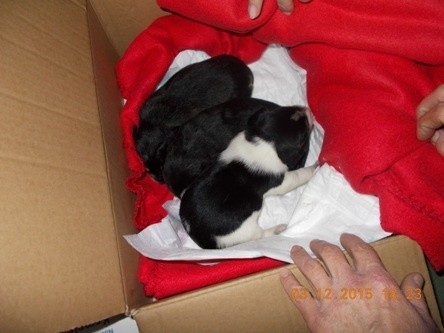 Piękne szczeniaczki szukają domu