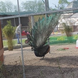 Palmiarnia z ptakami niezwykle atrakcyjna