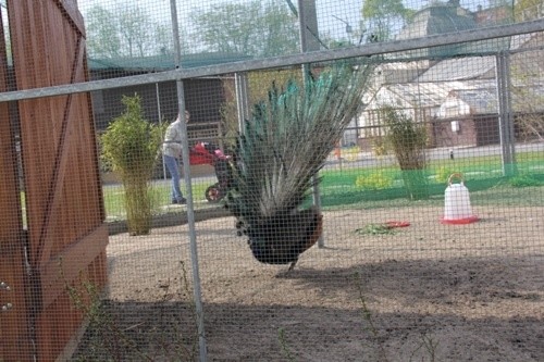 Palmiarnia z ptakami niezwykle atrakcyjna