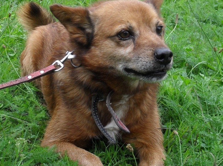 Pobiegnij razem z przyjacielem ze schroniska