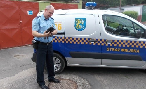Piesek uratowany, kotki zginęły