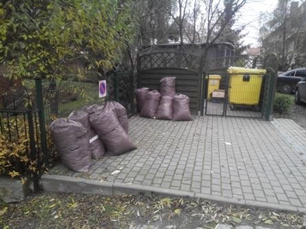 Opadły liście z drzew