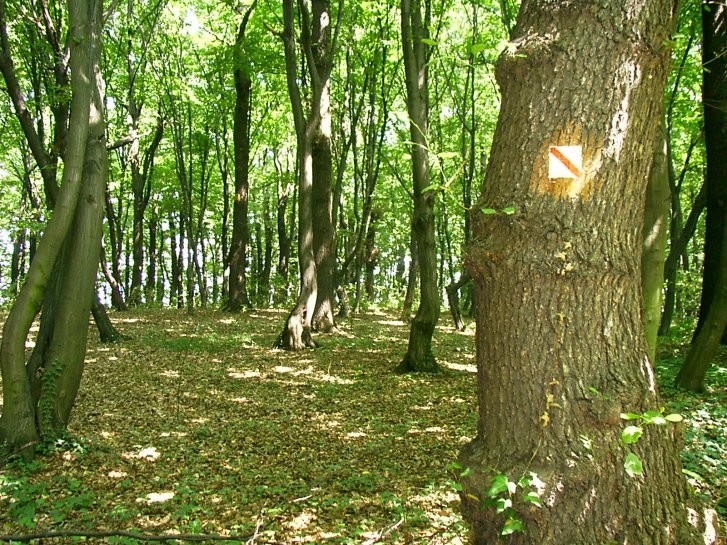 Rozpoczęło się wielkie porządkowanie Lasku Złotoryjskiego