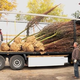 Stawiamy Park na nogi. Pierwsze młode drzewa dotarły do Legnicy