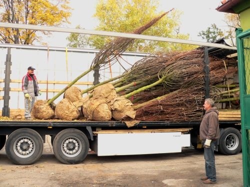 Stawiamy Park na nogi. Pierwsze młode drzewa dotarły do Legnicy