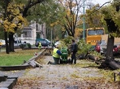 Rozpoczyna się rewitalizacja zieleni miejskiej na Tarninowie. W miejscu starych i schorowanych będą nowe drzewa