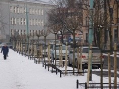 Rewitalizacja drzewostanu Tarninowa - zakończona