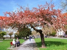 Rusza kolejna edycja miejskiego programu „Odnowy zieleni średniej i wysokiej” ...