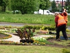 Rozpoczęły się letnie nasadzenia. Ponad 40 tysięcy kwiatów upiększy niebawem miasto
