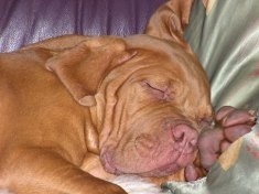 Psy – ofiary znęcania się będą odebrane właścicielom