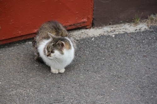 Sterylizacja, leczenie i dokarmianie kotów