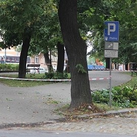 Prewencyjna pielęgnacja drzew