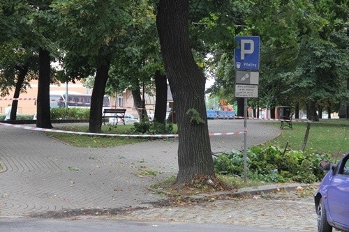 Prewencyjna pielęgnacja drzew