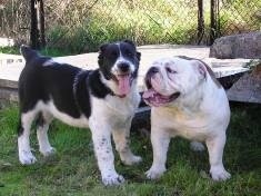 Wkrótce akcja wyłapywania bezdomnych zwierząt