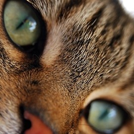 W Legnicy trwa akcja darmowej sterylizacji kotów