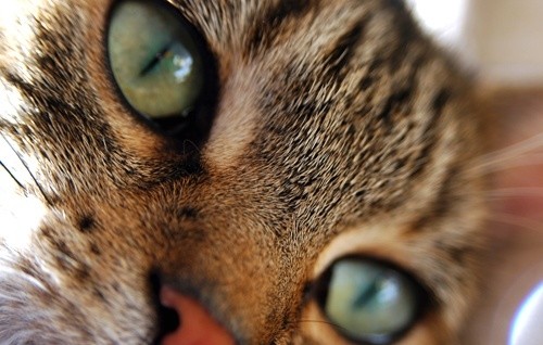 W Legnicy trwa akcja darmowej sterylizacji kotów